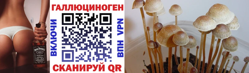 Галлюциногенные грибы Cubensis  купить наркотики цена  Котельниково 